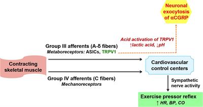 The Neuropeptide α-Calcitonin Gene-Related Peptide as the Mediator of Beneficial Effects of Exercise in the Cardiovascular System